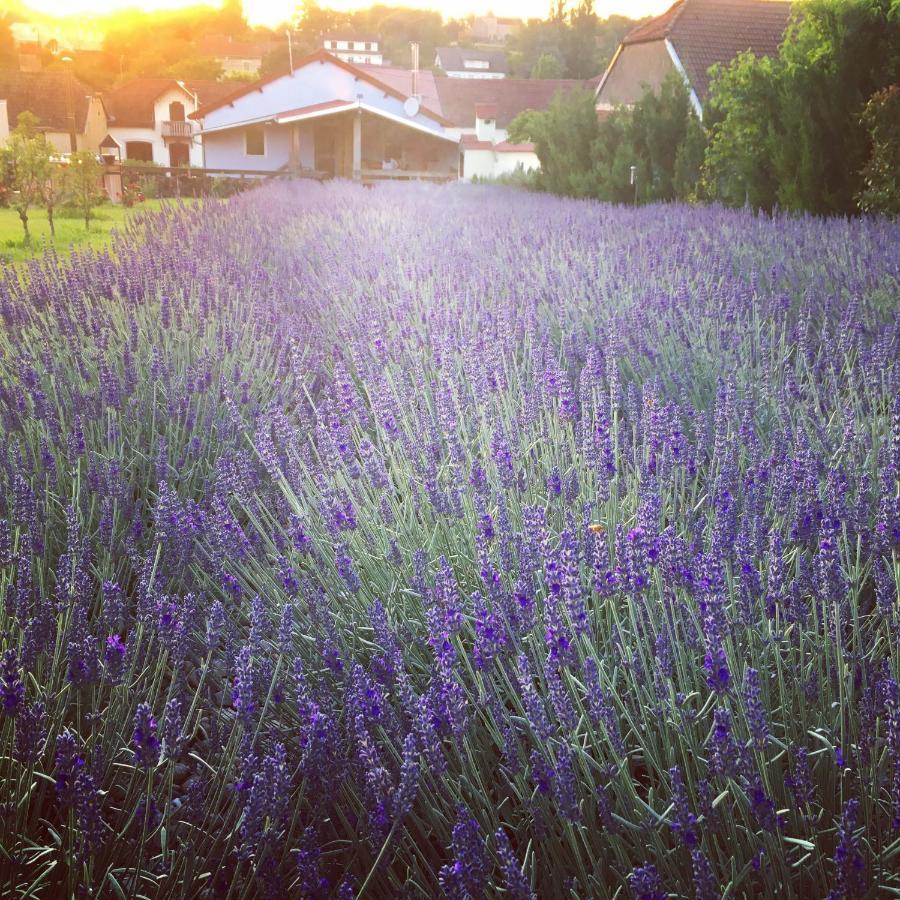 "Domaine De La Mance" - Gite-Maison De Vacances Vitrey-sur-Mance Exterior photo